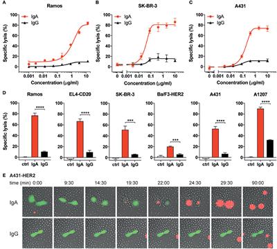 Potent Fc Receptor Signaling by IgA Leads to Superior Killing of Cancer Cells by Neutrophils Compared to IgG